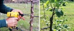 Grafting trees with a screwdriver