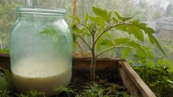 Yeast solution for one-time feeding of tomato seedlings