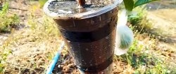 A new way to quickly obtain seedlings from any tree