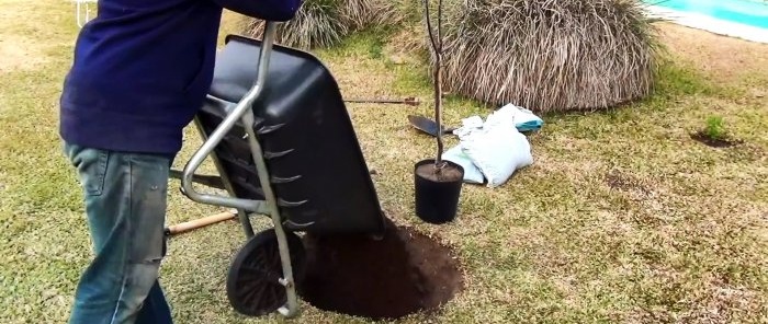 Root irrigation system made of PVC pipe with which the tree will grow 3 times faster