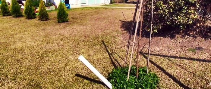 Root irrigation system made of PVC pipe with which the tree will grow 3 times faster