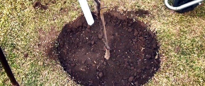 Root irrigation system made of PVC pipe with which the tree will grow 3 times faster