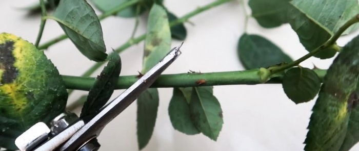 Effective rooting of roses using a plastic bottle