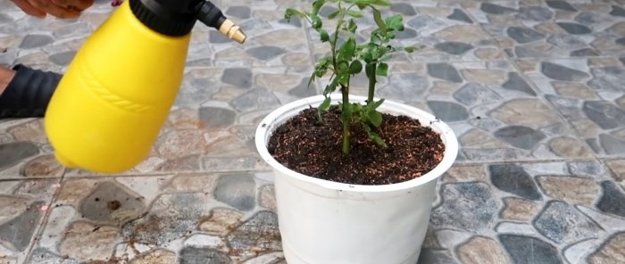 Effective rooting of roses using a plastic bottle