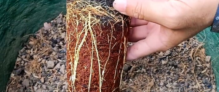 A 100% quick way to obtain seedlings with roots from any tree without grafting in the summer