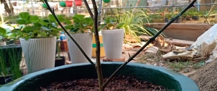 A 100% quick way to obtain seedlings with roots from any tree without grafting in the summer