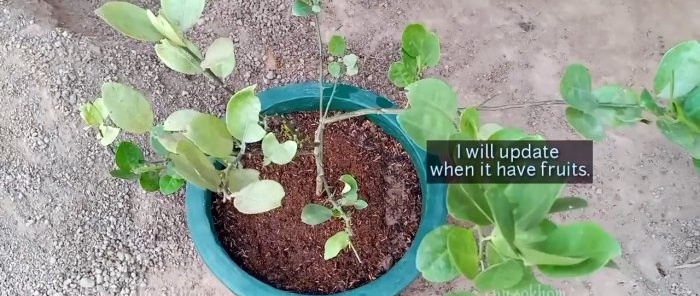 A 100% quick way to obtain seedlings with roots from any tree without grafting in the summer