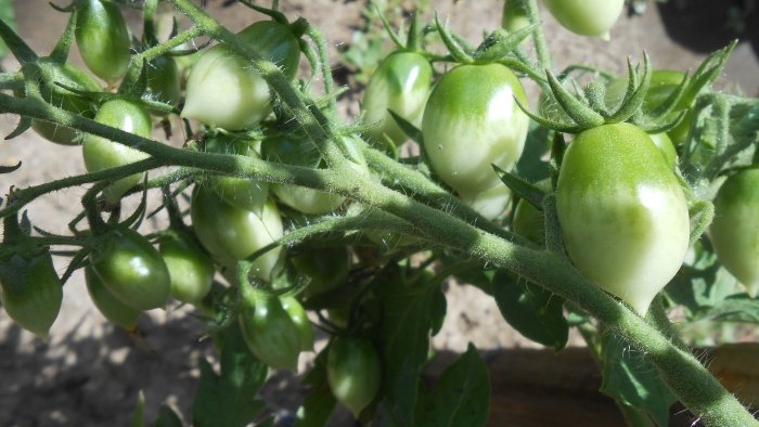 How to feed tomatoes in mid-summer for a big harvest