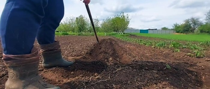 How to grow tomatoes without a single watering all summer