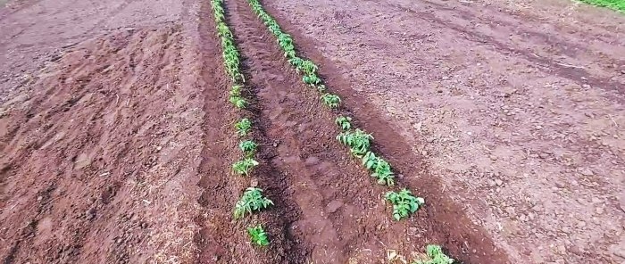 How to grow tomatoes without a single watering all summer