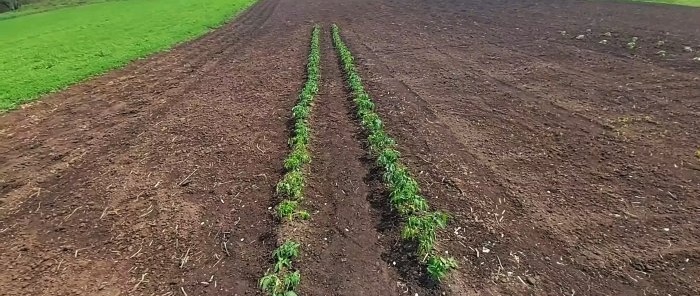 How to grow tomatoes without a single watering all summer