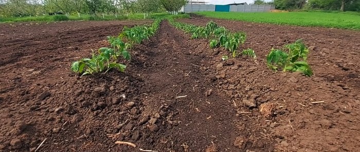 How to grow tomatoes without a single watering all summer