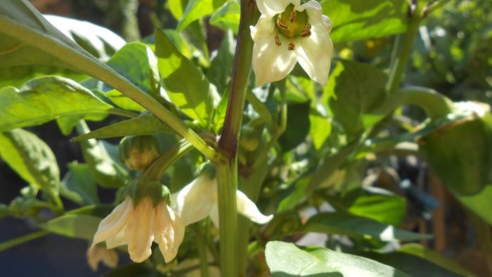 How to feed cucumbers in mid-summer to increase productivity