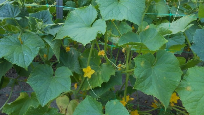 How to feed cucumbers in mid-summer to increase productivity