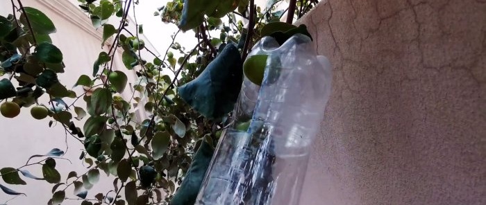 How to make a simple fruit picker from high branches from a PET bottle