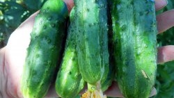 How to feed cucumbers in mid-summer to increase productivity