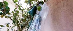 How to make a simple fruit picker from high branches from a PET bottle