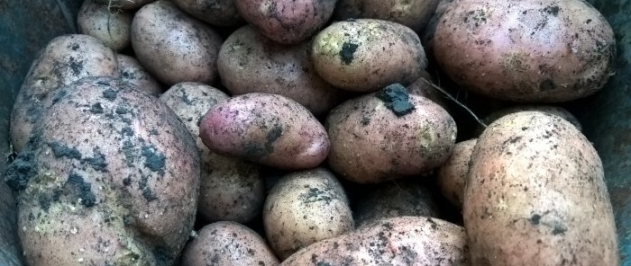 August potato harvesting The main thing about preliminary preparation, digging rules and secrets of winter storage of tubers