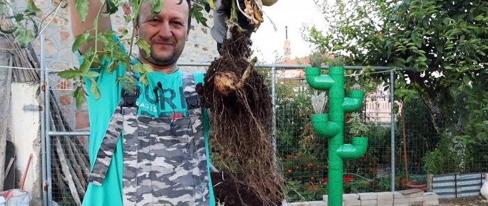 Crossing a tomato with a potato produces an amazing plant