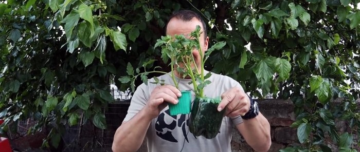 Crossing a tomato with a potato produces an amazing plant