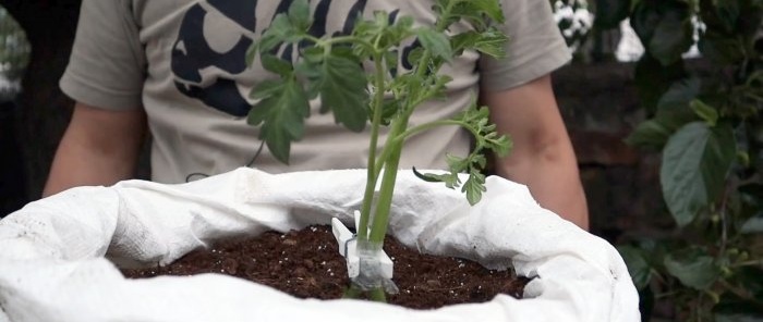 Crossing a tomato with a potato produces an amazing plant