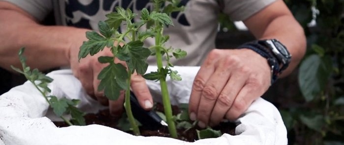 Crossing a tomato with a potato produces an amazing plant