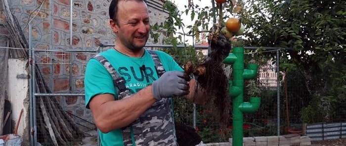 Crossing a tomato with a potato produces an amazing plant