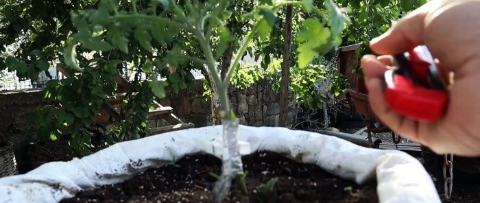 Crossing a tomato with a potato produces an amazing plant