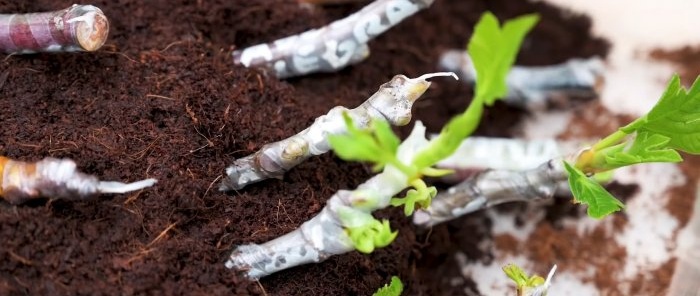 4 ways to germinate cuttings Which is the best