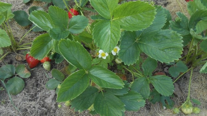 Autumn planting of garden strawberry seedlings in open ground for a bountiful harvest next season