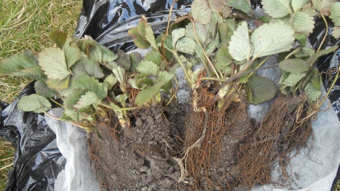 Autumn planting of garden strawberry seedlings in open ground for a bountiful harvest next season