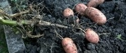 August potato harvest.The main thing is about preliminary preparation, digging rules and secrets of winter storage of tubers