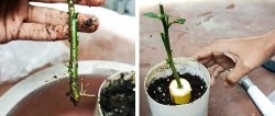 We germinate seedlings from cuttings using a banana