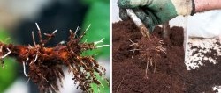 4 ways to germinate cuttings. Which one is the best?