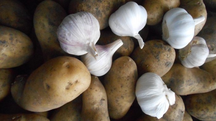 Garlic in vegetable ash is a proven way to preserve the harvest in the cellar and kitchen