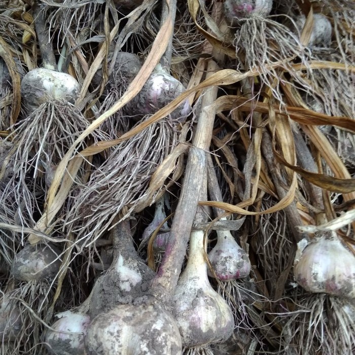 Garlic in vegetable ash is a proven way to preserve the harvest in the cellar and kitchen