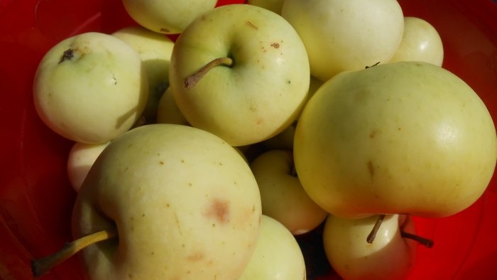 Using apple carrion to make compost and create warm beds