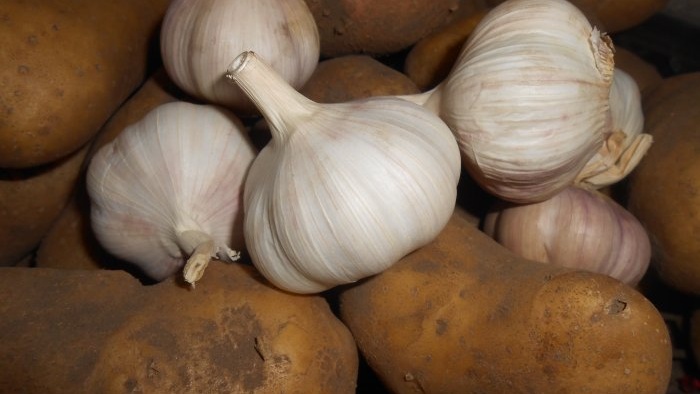 Why is it necessary to select large cloves for planting winter garlic?