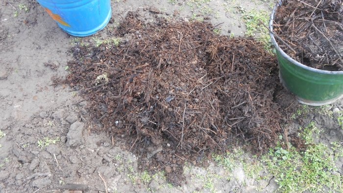 Autumn planting of garden strawberries with all the nuances for a bountiful harvest