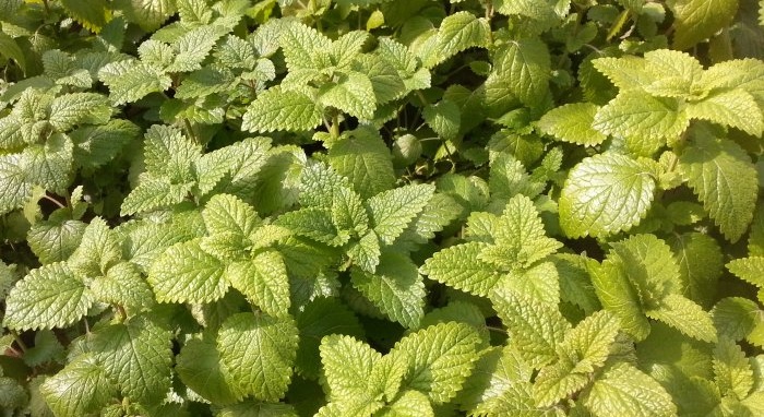 Love fresh herbs Here are 7 herbs you can grow on your windowsill