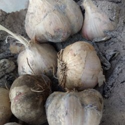 Garlic in ash: a proven way to preserve the harvest in the cellar and kitchen