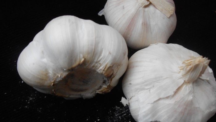 6 proven ways to preserve garlic throughout the winter in your apartment