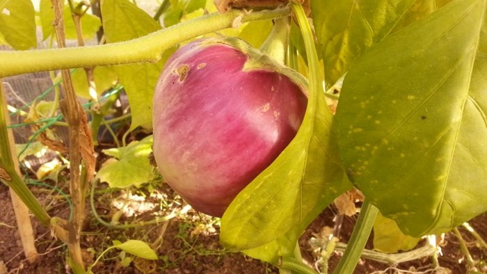 How to store vegetables - tricks and useful tips