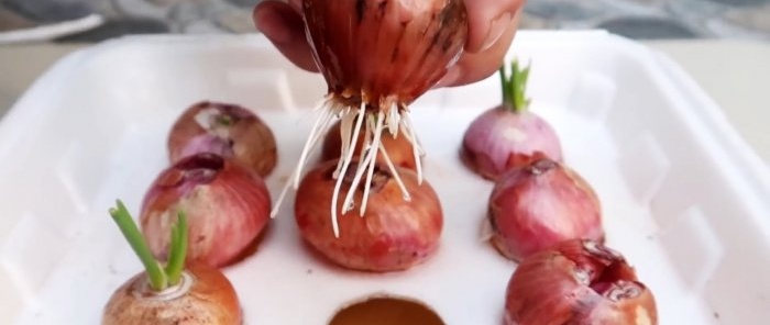 A quick way to grow onions and garlic per feather in disposable containers