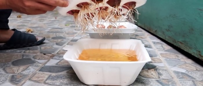 A quick way to grow onions and garlic per feather in disposable containers