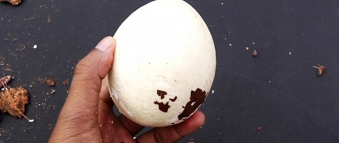 2 life hacks How to easily peel or split a coconut