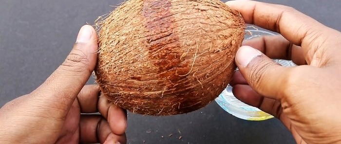 2 life hacks How to easily peel or split a coconut