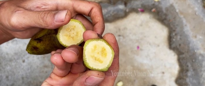 How to propagate roses by air layering using a banana and a PET bottle without hassle