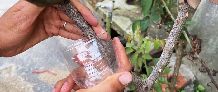 How to propagate roses by air layering using a banana and a PET bottle without hassle