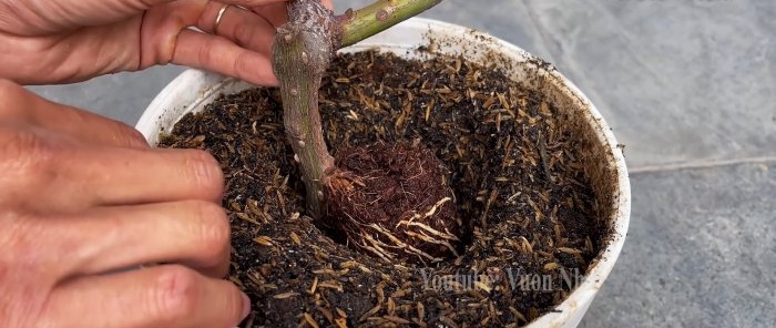 How to propagate roses by air layering using a banana and a PET bottle without hassle